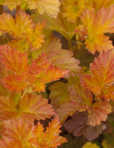 Amber Jubilee Ninebark