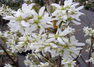 Autumn Brilliance Serviceberry