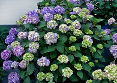 Bloomstruck Hydrangea
