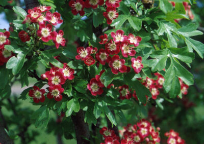 Crimson Cloud Hawthorn