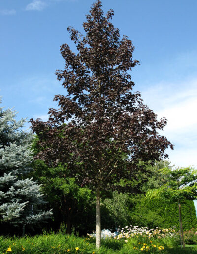 Crimson Sunset Maple