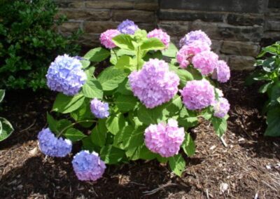 Endless Summer Hydrangea