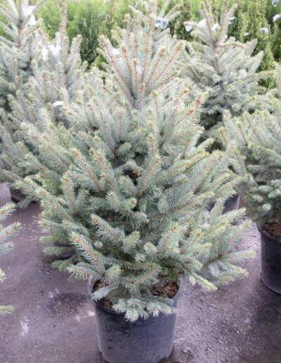Fat Albert Blue Spruce