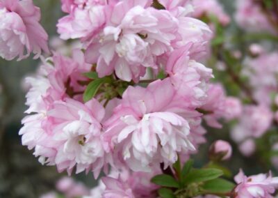 Flowering Almond