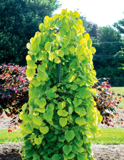 Golden Fall Weeping Redbud