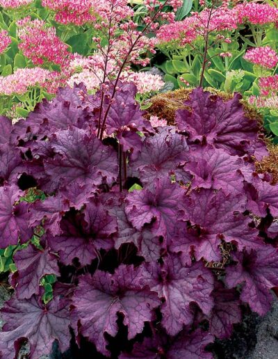 Grand Amethyst Coralbells
