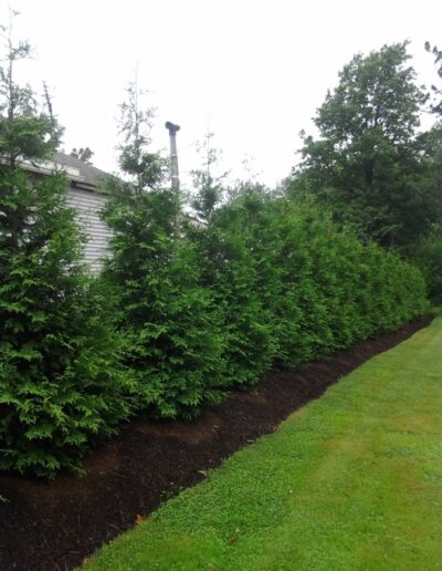 Green Giant Arborvitae