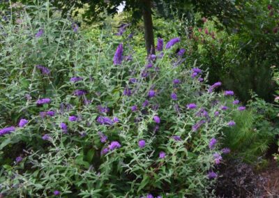 Groovy Grape Butterfly Bush
