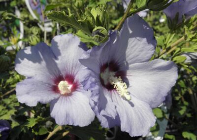 Hawaii Rose of Sharon