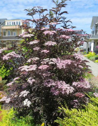 Laced Up Elderberry