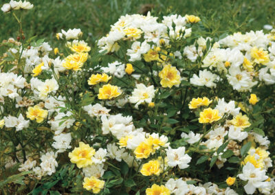 Lemon Drift Rose