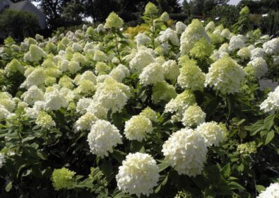 Limelight Hydrangea
