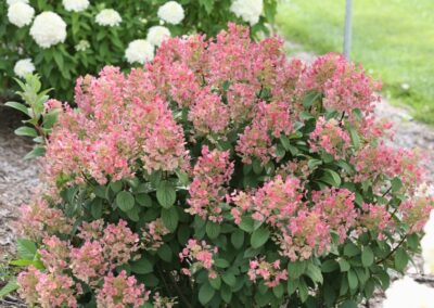 Little Quickfire Hydrangea