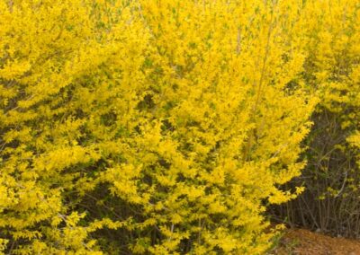 Lynwood Gold Forsythia