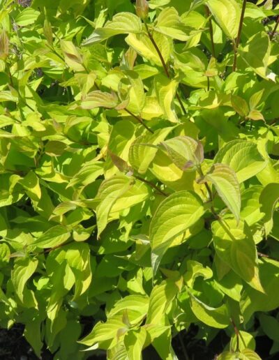 Neon Burst Dogwood