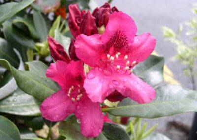 Nova Zembla Rhododendron