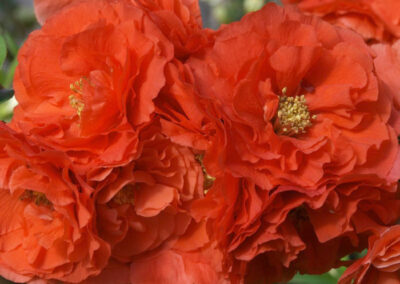 Orange Storm Quince