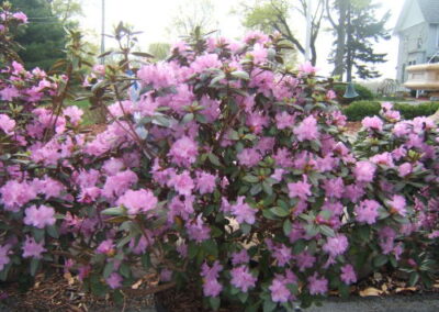 PJM Rhododendron