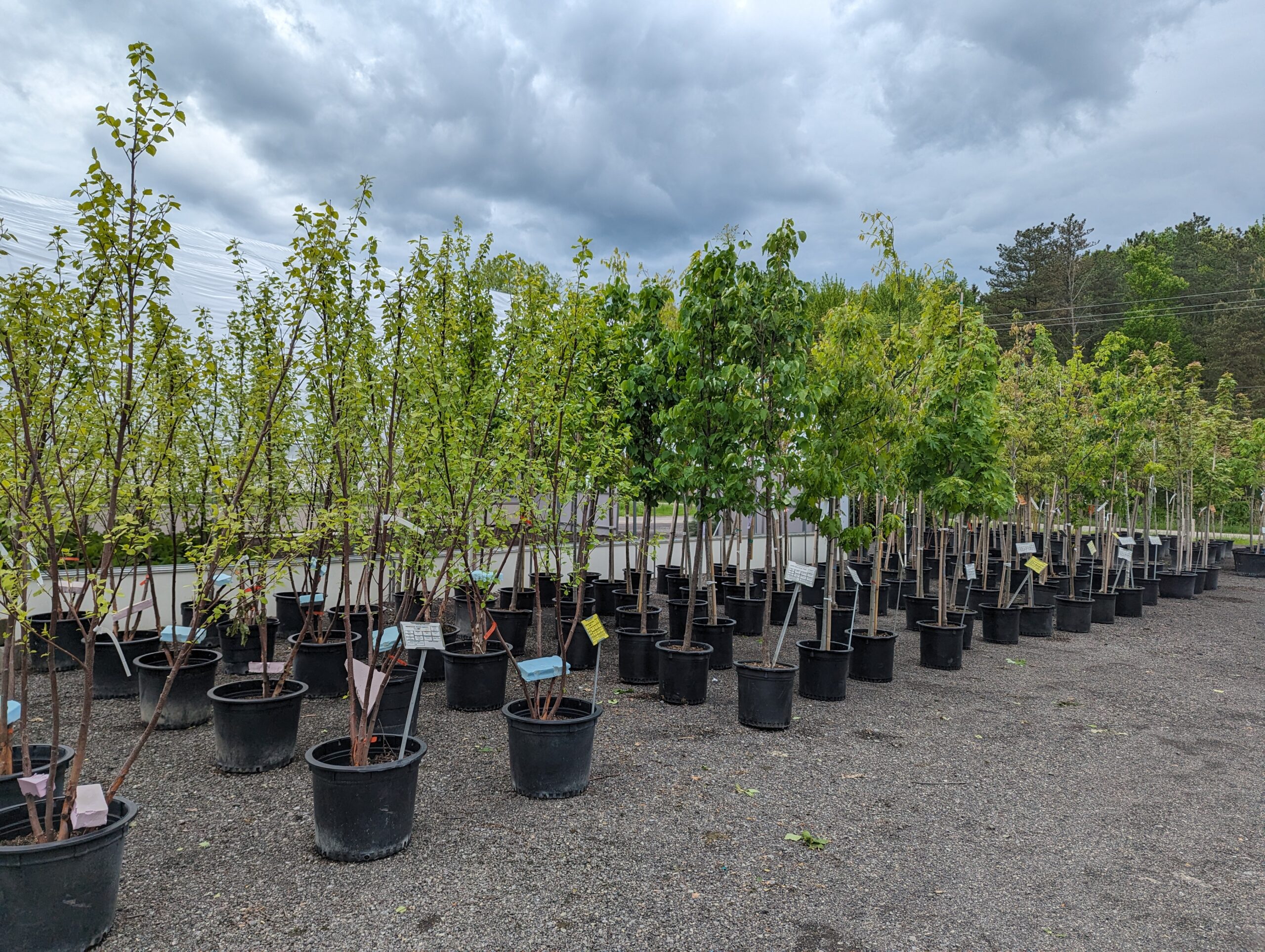 Container Spirea vs Bare Root Spirea