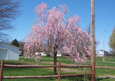 Pink Weeping Cherry