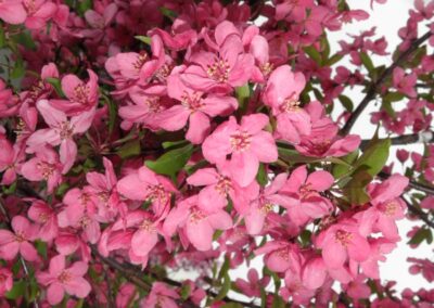 Prairiefire Crabapple