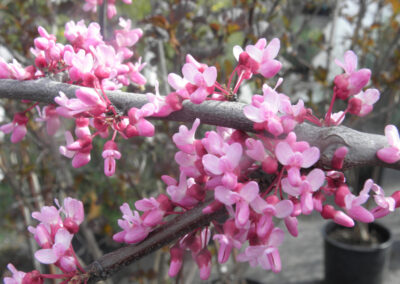Redbud