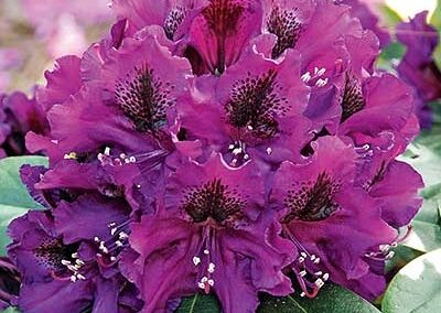Rhododendron Edith Bosley