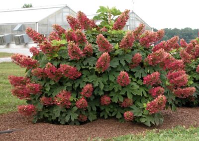 Ruby Slippers Oakleaf Hydrangea