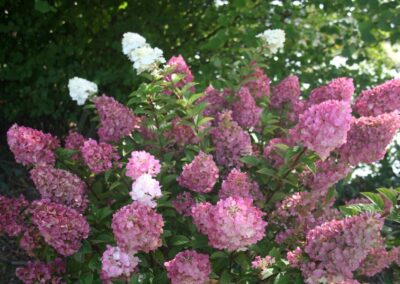 Strawberry Sundae Hydrangea