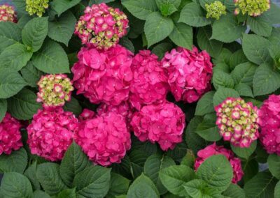 Summer Crush Hydrangea