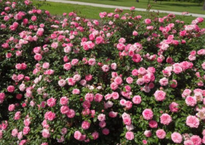 Sweet Drift Rose