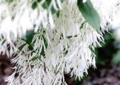 White Fringetree